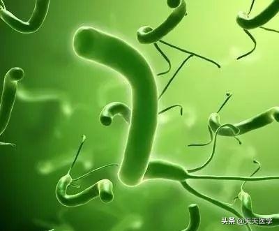 幽门螺旋杆菌阳性患者四联疗法用药时间与饮食禁忌全解析