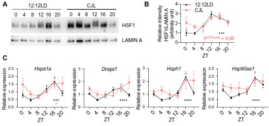 失眠调控新维度，蓝光管理、体温节律与进餐时间的科学协同机制