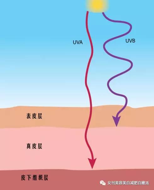 光老化深度机制，UVA穿透、胶原降解与修复衰退的累积效应解析