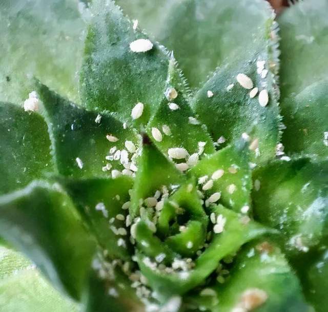 阳台花园病虫害防治策略，物理、生物与化学防治优先级解析