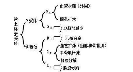 公众演讲紧张的生理密码，皮质醇、肾上腺素与心率变异的协同调节